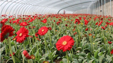 花农鲜花滞销伸援手，平邑农商银行主动帮忙解决卖花难问题