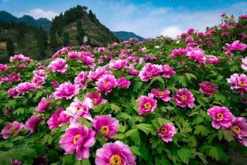 花儿为什么这样红——重庆垫江牡丹产业发展观察