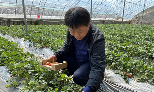 青岛胶州洋河镇80后副书记直播带货促销售