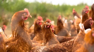 福建九部门联合出台实施方案 促进家禽业高质量发展