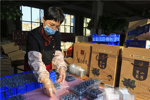 青岛西海岸新区宝山镇：捐赠蓝莓鲜果 向最美战疫“逆行者”致敬
