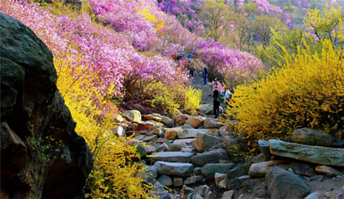 “学习强国”大型直播走进青岛西海岸新区：相约美丽春天 展现最美青岛