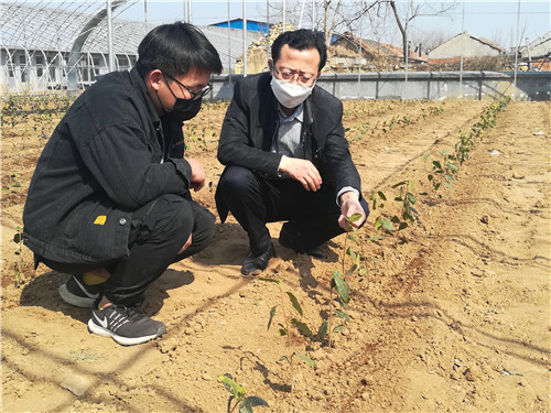 “北茶36”移栽建园成功！青岛西海岸新区：茶产业发展走进新时代