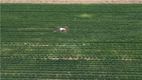 青岛西海岸新区大场镇：种田有“保姆”省钱又省心