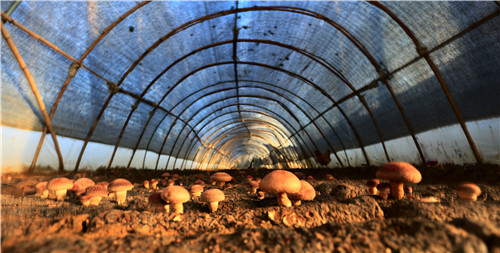 政企合力战疫情！西海岸新区大村镇食用菌产业走上复产快速路