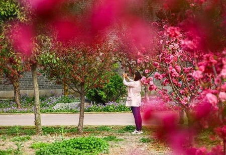 花开四月，送你一份台儿庄古城赏花地图