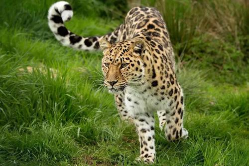 吉林天桥岭林区再现野生东北豹