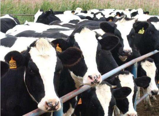 从“一奶独大”到“多业支撑”——看内蒙古和林格尔如何“延链补链强链”促进县域经济高质量发展