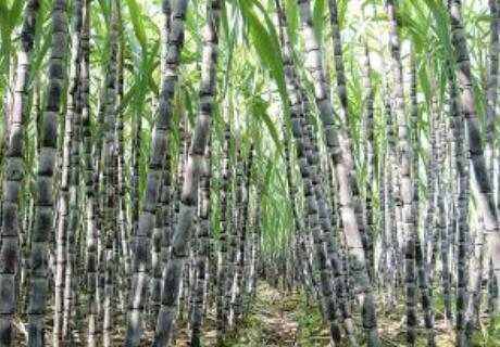 一以贯之做精“土特产” 广西形成6个千亿元特色农业产业集群