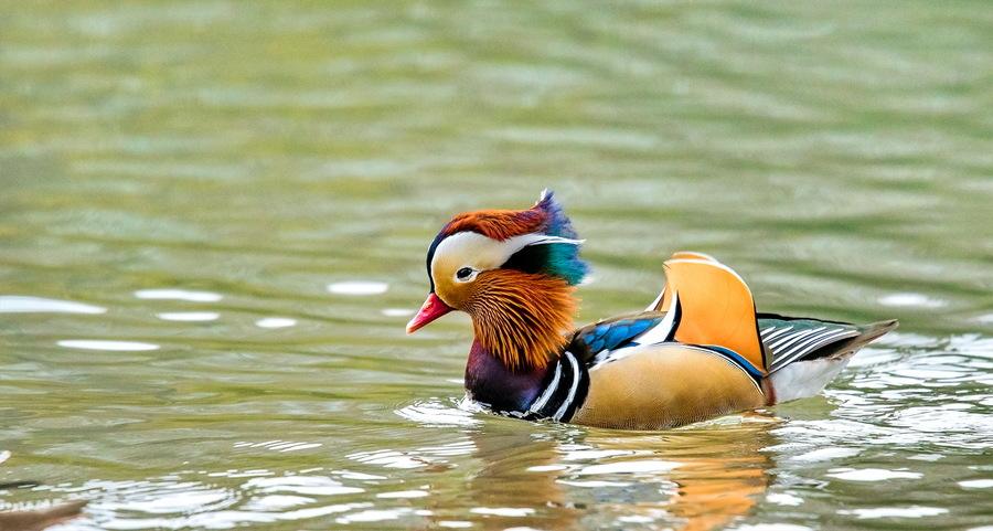 西湖鸳鸯不是宠物
