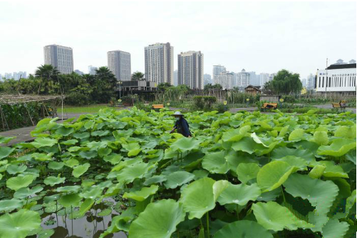 重庆楼顶“开心农场”  农作物成都市景观