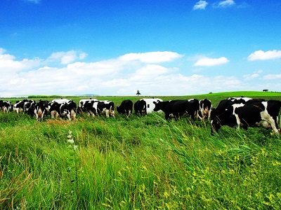 中国乳业产业园西部中心10万头奶源基地项目在巴彦淖尔开工