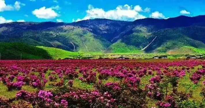 “中国旅游日”将至 快来香格里拉赏醉美杜鹃花