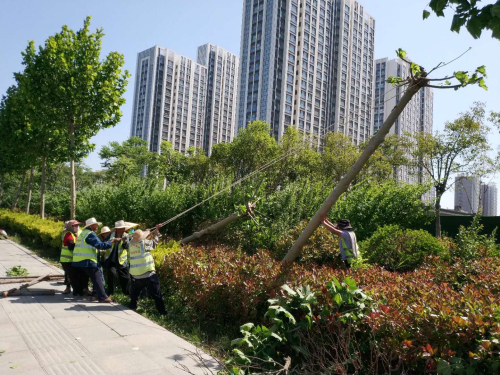 滨河景区1361株树木倒伏 临沂城管中心1天扶树1023株