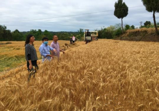 强化农业科技支撑 四川落实“藏粮于地、藏粮于技”战略