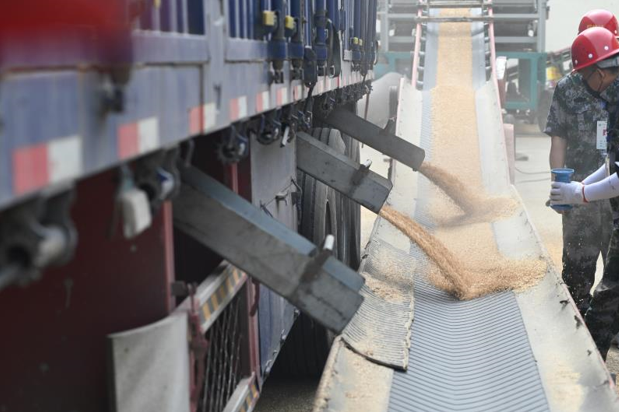 夏粮收购徐州现场见闻：农民喜获丰收 好粮入库钱进卡