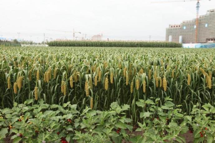 黑龙江省创业农场大力推广侧身施肥技术