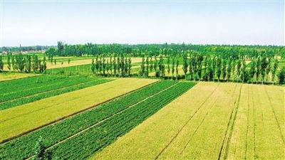 用国际视野建构现代大农业 ——巴彦淖尔在行动