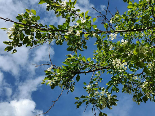 忽如一夜春风来