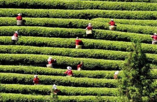 总投资87.4亿元 四川成都26个现代都市农业重大项目开工