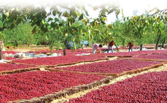 山西省柳林县大手笔建设红枣示范园区