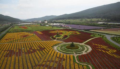 黑龙江伊春：“两花经济”引领老林区蝶变