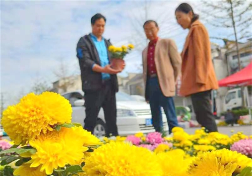 郯城：金秋菊花闹古镇
