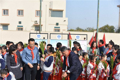 劳动撒播梦想 水稻种在我家 青岛城阳区红领巾海水稻试验田开镰了