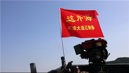 这片海秋参第一捞，新鲜海参现场试吃