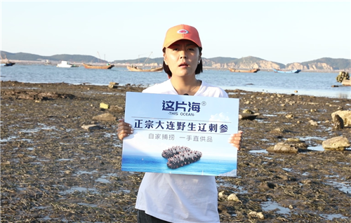 这片海海参：自家海域深海捕捞的正宗辽刺参