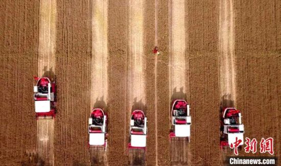 【“十三五”山东蝶变】五大振兴搭乡村振兴四梁八柱