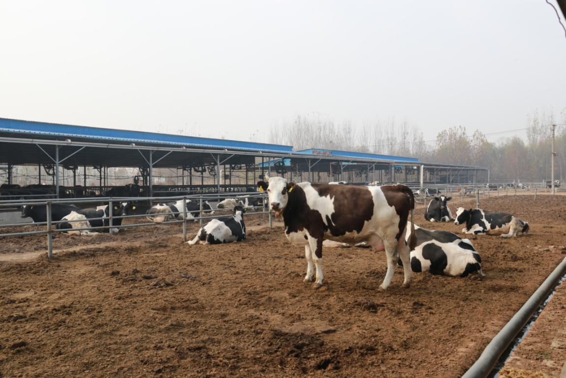 更富 更强 更美 德州银行业多举措为乡村振兴做好金融扶持