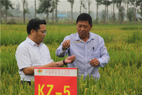 稻田里的“守望者”：20年自主选育2000多份优良稻麦品系