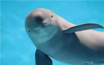 安徽省出台全国首部长江江豚保护条例