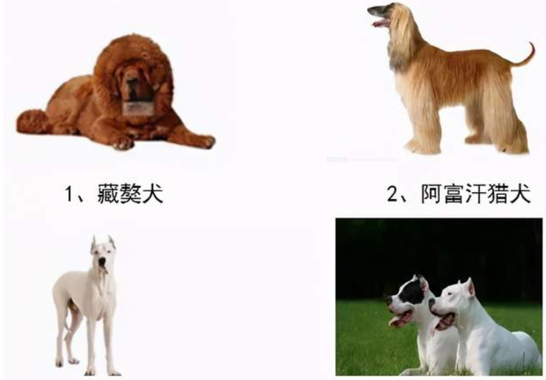 德州人看图：还有9天，这些犬就不能养了