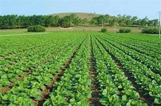 深入推进绿美广东生态建设 清远拟用五年建成国家森林城市