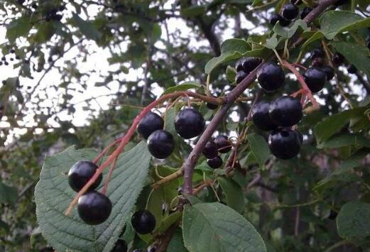 黑龙江：打造寒地浆果全产业链 前景可期