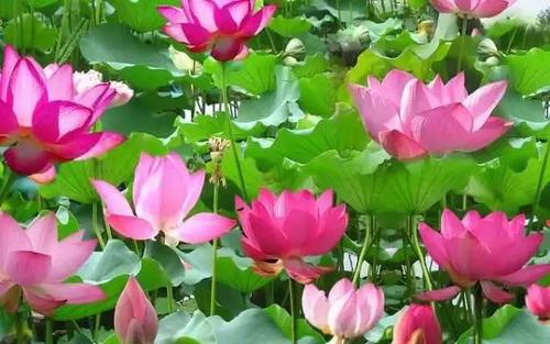 “十三五”我国荷花产业融合发展格局成型