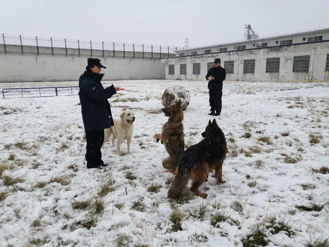 山东唯一女警犬训导员何苗苗 | 全国月度平安之星评选投票通道开启！
