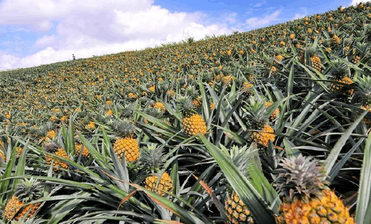 均价2.5元/斤！徐闻菠萝鲜果田头价创新高