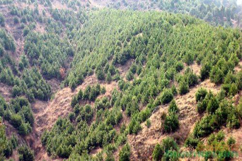 今年安徽省已植树造林40.7万亩 约占年度计划任务101.8%