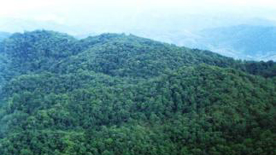 安徽森林覆盖率突破30% 面积达6262万亩