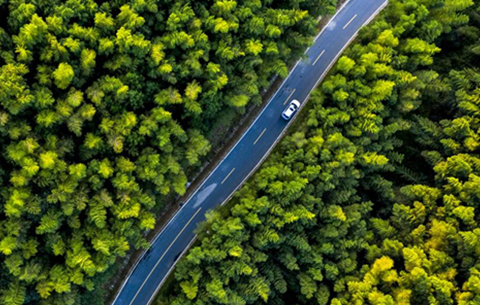 春风化雨，染绿江淮
