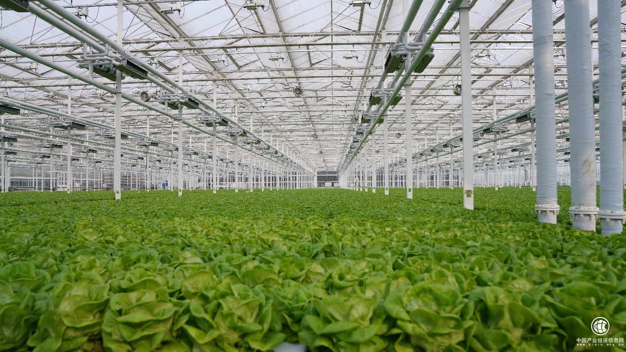 推动农业数字新基建 三润集团智慧温室科技引领发展