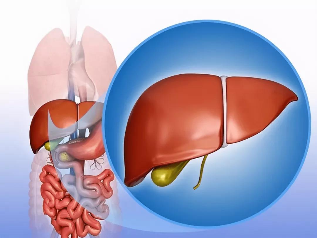 肝脏也怕“胖”！德州市中医院专家：预防脂肪肝，要管住嘴迈开腿