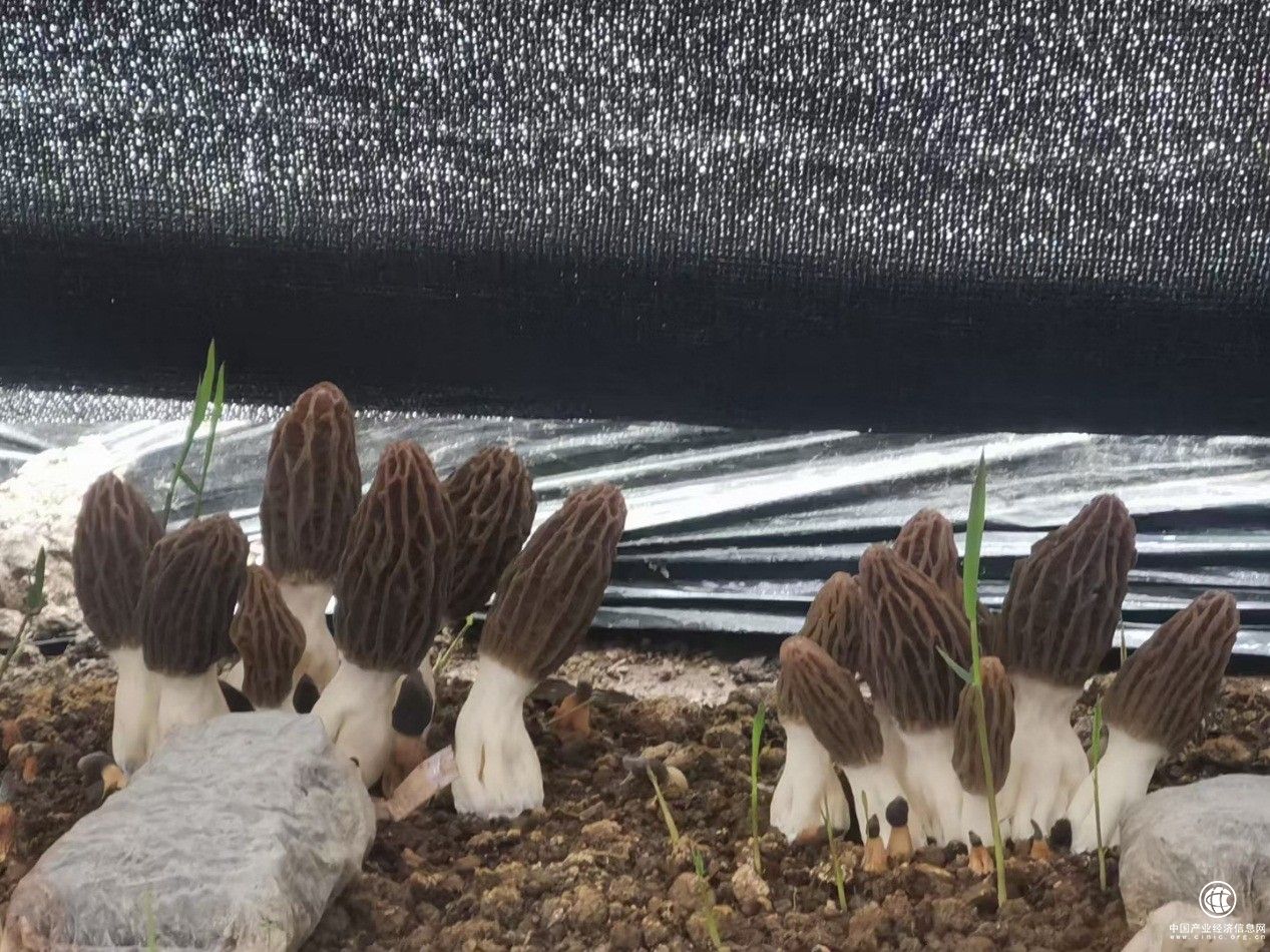 羊肚菌试种成功 三润集团或将迎来又一张增收王牌
