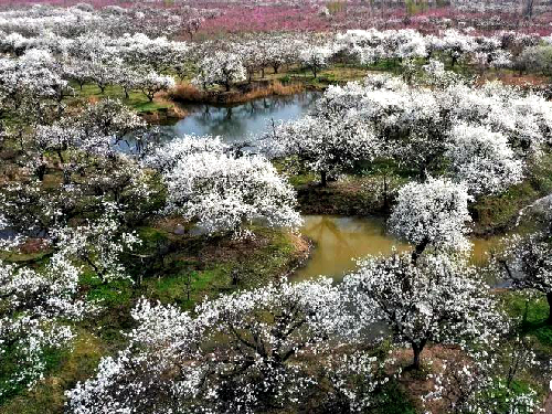 砀山：第26届梨花节异彩纷呈