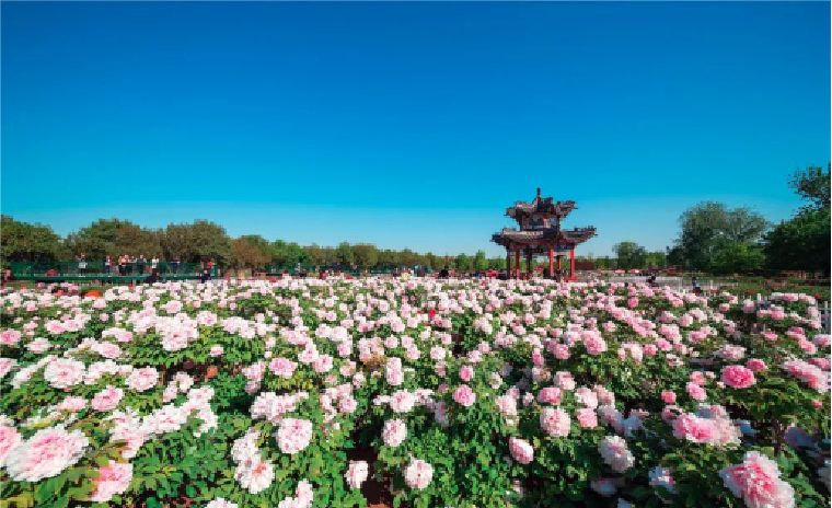 第30届菏泽国际牡丹文化旅游节将于4月9日举行开幕式