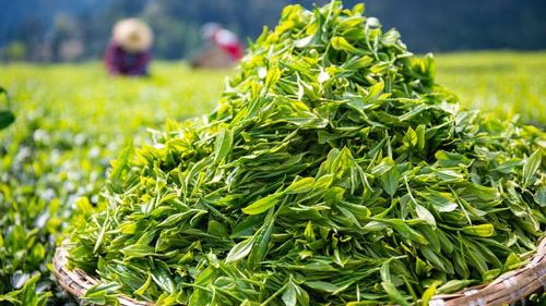 安徽专项行动保护春茶地理标志品种