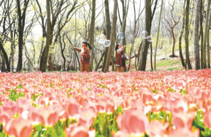 安徽推出12条春季赏花线路